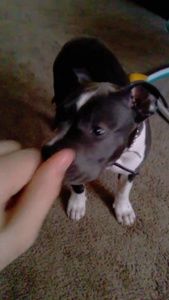 Meet your Posher, Humberto